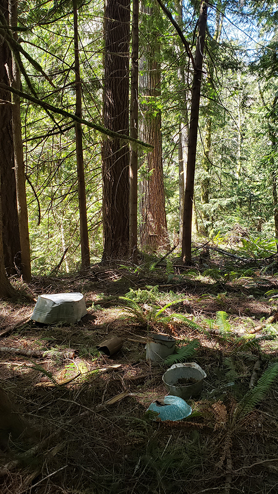 Scattered pots and pans on forest floor near remnants of a historic homestead.