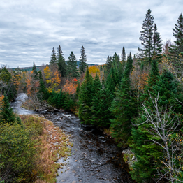 Image of a grove of trees along a running river.